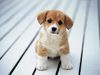 Animals, Dogs HD wallpaper