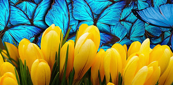 Spring , blue, flowers, butterfly, spring, yellow HD wallpaper