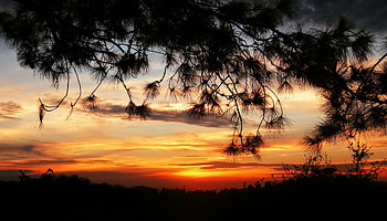 Landscape, Nature, Trees, Sunset, Sky, Silhouettes HD wallpaper