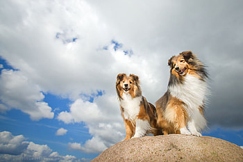 Collies, blue, dog, white, wind, collie, couple, sky, caine, cloud HD wallpaper