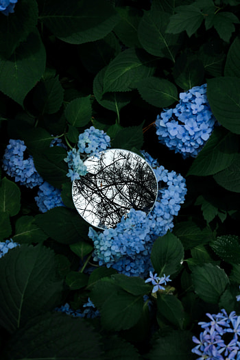 Flowers, Trees, Leaves, Miscellanea, Miscellaneous, Branches, Mirror HD phone wallpaper