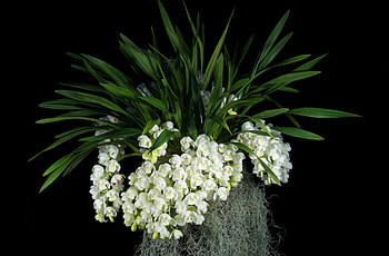 Flowers, Leaves, Black Background, Bunches, Clusters, Snow White HD wallpaper