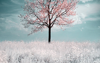 silence of winter, winter, white, pretty, snow, sky, nature, beauty, tree HD wallpaper