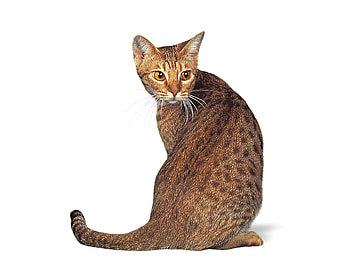 Ocicat, animal, kitten, cute, cat, feline HD wallpaper