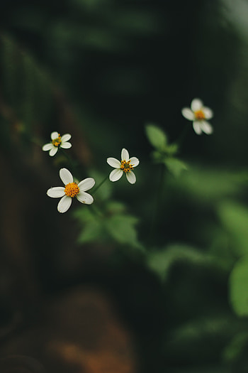 flower, nature, plant HD phone wallpaper
