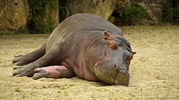 Sleeping, Hippopotamus HD wallpaper