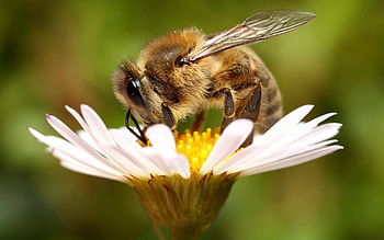 Camomile, Flower, Macro, Insect, Bee, Wings, Chamomile, Pollination HD wallpaper
