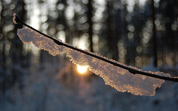 Snow, Macro, Glare, Shine, Light, Forest, Branch HD wallpaper