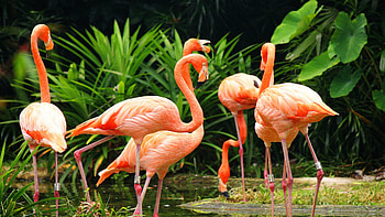 Flamingo , Vibrant beauty, Nature's flamboyance, to use HD wallpaper