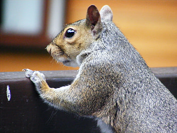 gray squirrel, looking, gray squirrels HD wallpaper