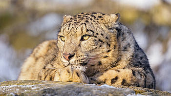 Snow Loepard, animal, cat, leopard, snow HD wallpaper