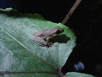 Could this be a prince?, other, leaf, frog, people HD wallpaper