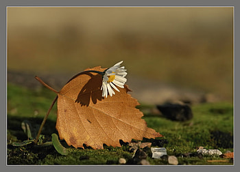 Last Autumn Flower, autumn fall, white, art , field, flower, alone, beautiful HD wallpaper