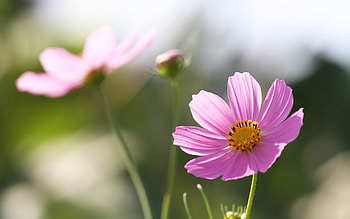 Cosmos Flowers, nature, pink, macro HD wallpaper