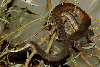 Boomslang, Dispholidus typus, African serpent, Venomous reptile HD wallpaper