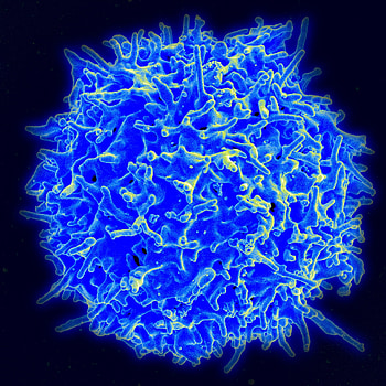Miscellanea, Miscellaneous, T Lymphocyte, T-Lymphocyte, Lymphocytes, Thymus, James P Allison, James N Allison, Md Anderson Cancer Center, Breakthrough Prize HD phone wallpaper