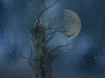 Cry, abstract, rain, fantasy, tree HD wallpaper