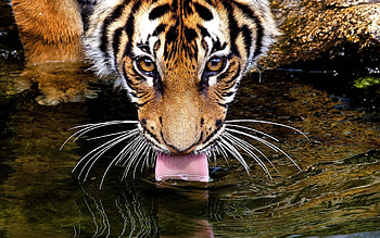 Animals, Water, Muzzle, Tiger, Drink, Language, Tongue, Thirst HD wallpaper