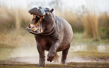 hippopotamus, fury, wildlife, wild animals, Africa, hippos, arican animals HD wallpaper
