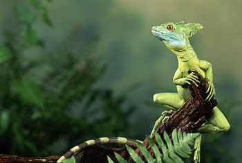 Lizard pet HD wallpaper