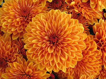 Flowers, Petals, Bud, Dahlia HD wallpaper