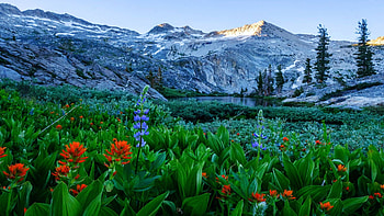A Morning in the Sierra of Northern California, flowers, rocks, usa, plants, landscape, trees HD wallpaper
