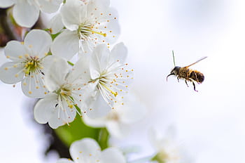 Macro shot of a bee flying towards white cherry blossoms, highlighting pollination in spring. HD wallpaper