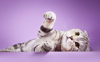 Kitten, animal, purple, pink, pisici, cute, cat, paw HD wallpaper