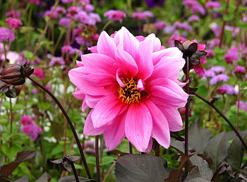 Flowers, Blur, Smooth, Flower Bed, Flowerbed, Dahlia HD wallpaper