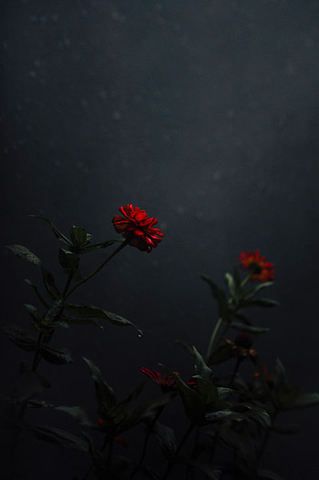 Flowers, Flower, Dark, Bud, Stem, Stalk HD phone wallpaper