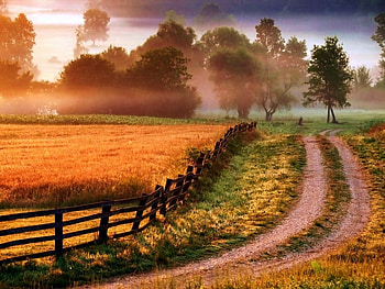 Country gold, mist, country road, field, fence, trees, autumn, grass HD wallpaper