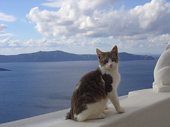 island cat, sea, island, cat HD wallpaper