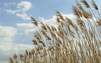 Reeds, clouds, sky, plants HD wallpaper