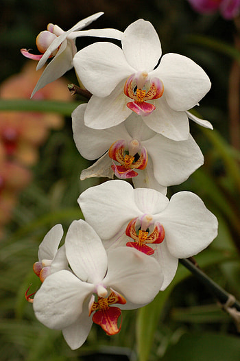White orchid serenity, Elegant backgrounds, Fresh beauty, Delicate petals HD phone wallpaper