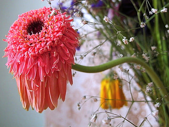 What's my name?, pink, black, yellow flower, stem, flower, green, hanging HD wallpaper
