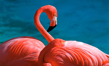 Flamingo screenshots, Captivating moments, Stunning visuals, Digital art HD wallpaper