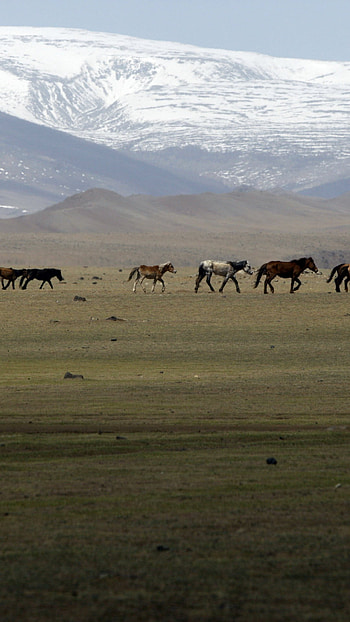 Mongolian valley , scenery, Majestic landscapes, Tranquil nature HD phone wallpaper