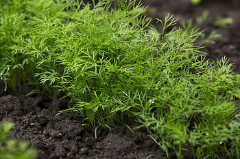 Dill's traits, Planting tips, Gardening insights, Overview of characteristics HD wallpaper