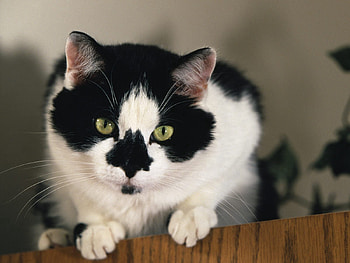 Animals, Cat, Muzzle, Astonishment, Surprise HD wallpaper