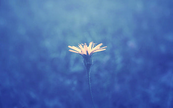 Grass, Background, Flower, Macro, Stem, Stalk HD wallpaper