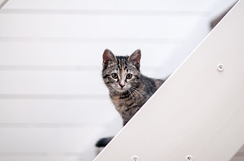 Pet, animal, feline, cat, muzzle HD wallpaper