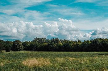 Nature, Trees, Grass, Clouds, Field HD wallpaper