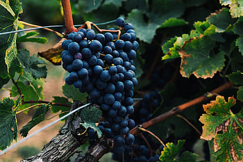 Grapes, Food, Vine, Berries, Bunch HD wallpaper