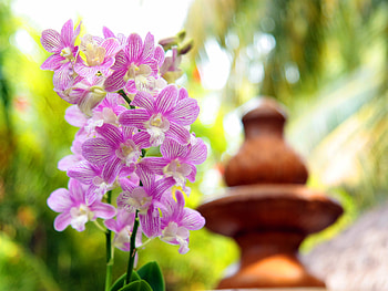 Plants, Flowers HD wallpaper