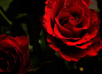 Red Roses, rose, roses, red, red rose HD wallpaper