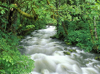 tropical river between green trees, river, tropical, green, trees, between HD wallpaper