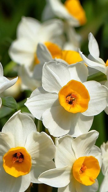 36 daffodils, Flower HD phone wallpaper