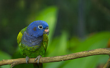 Animals, Parrots, Feather, Branch, Color HD wallpaper