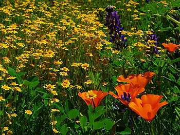Flowers, Summer, Camomile, Greens, Lawn HD wallpaper