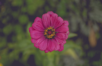 Flowers, Pink, Flower, Petals HD wallpaper